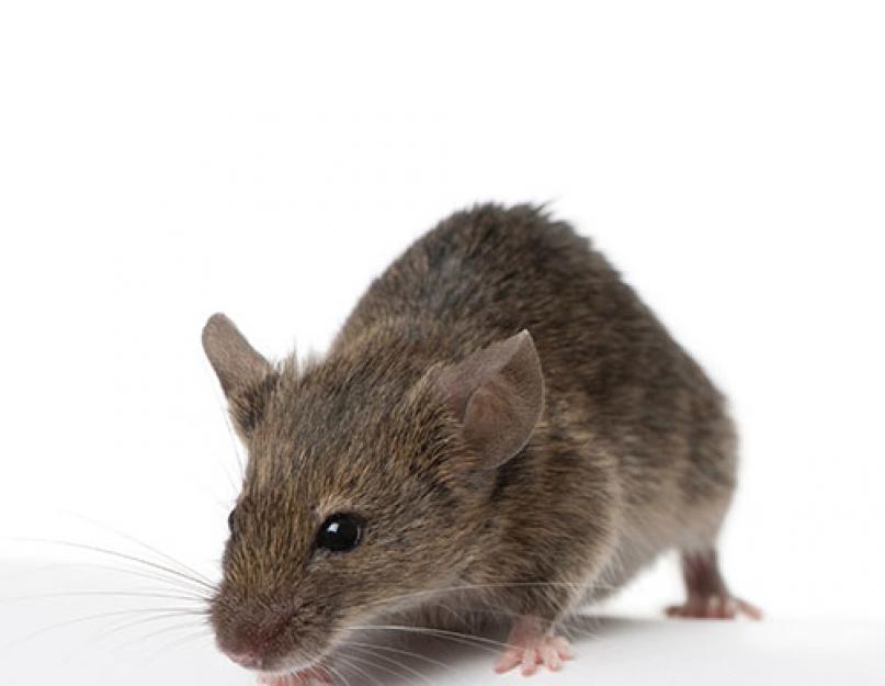 Как избавиться от крыс в квартире: что делать и куда обращаться. Как избавиться от крыс в квартире