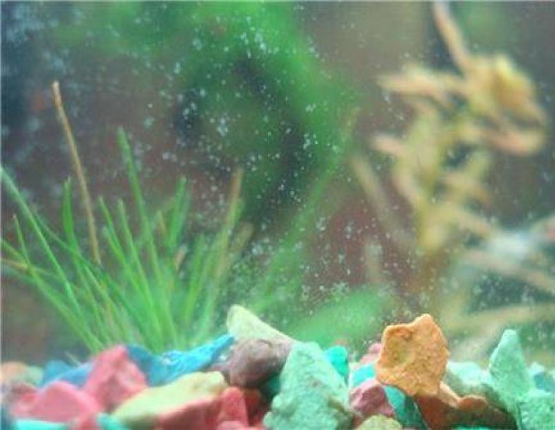 Как почистить аквариум от водорослей? Загрязнился грунт в аквариуме? Что необходимо знать прежде, чем приступить к чистке и кипячению песка? Как почистить грунт в аквариуме без сифона. 