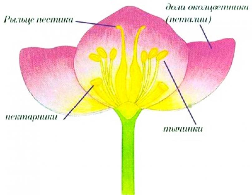 Является гибридом известного многим сорта. Известные гибриды в мире растений