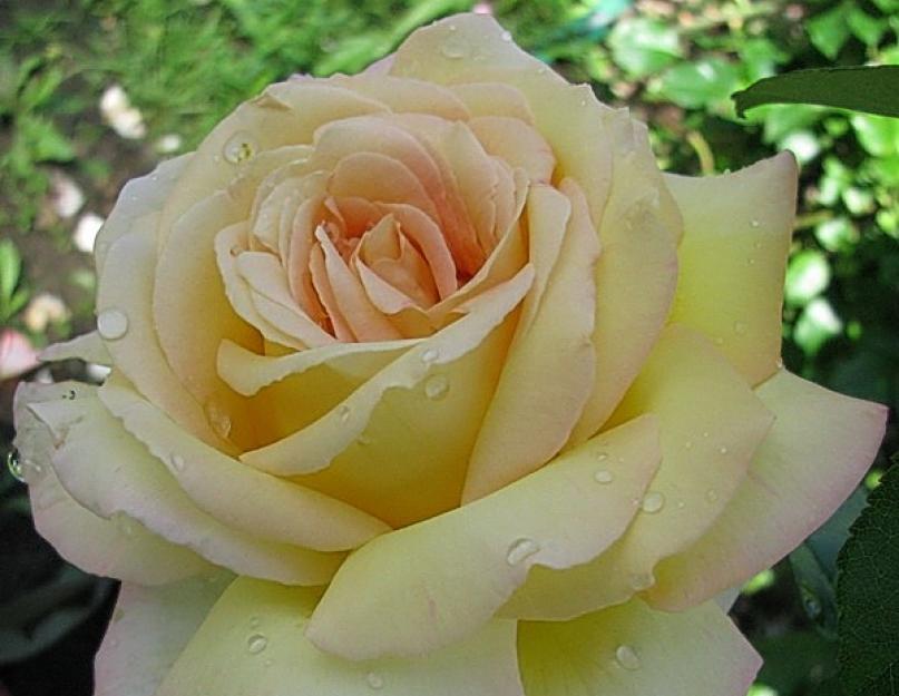 Роза кул ватер описание. Роза чайно-гибридная Холодная вода (Cool Water)