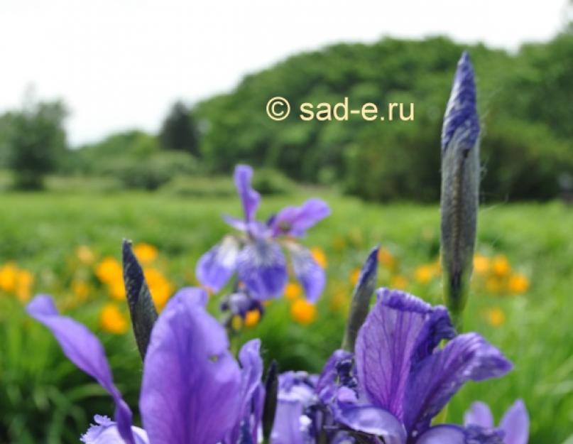 Сибирские ирисы: посадка и уход. Ирис сибирский (iris sibirica): посадка и уход