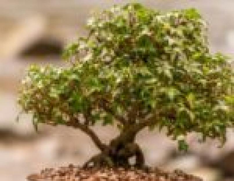 Как называется японское домашнее дерево. Бонсай – дерево на подносе: особенности ухода и выращивания в домашних условиях