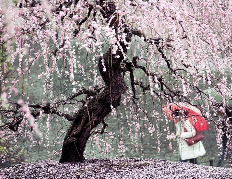 Цветет ли сакура в ботаническом саду сейчас. Где растет дерево сакура - японская вишня