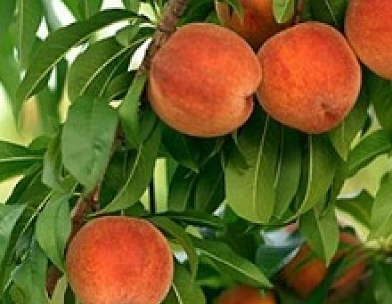 Выращивание персика из косточки в домашних условиях. Как вырастить персик из косточки в домашних условиях
