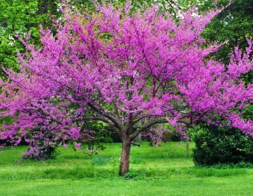 Иудино дерево почему так называется. Цветок церцис — багрянник обыкновенный или иудино дерево