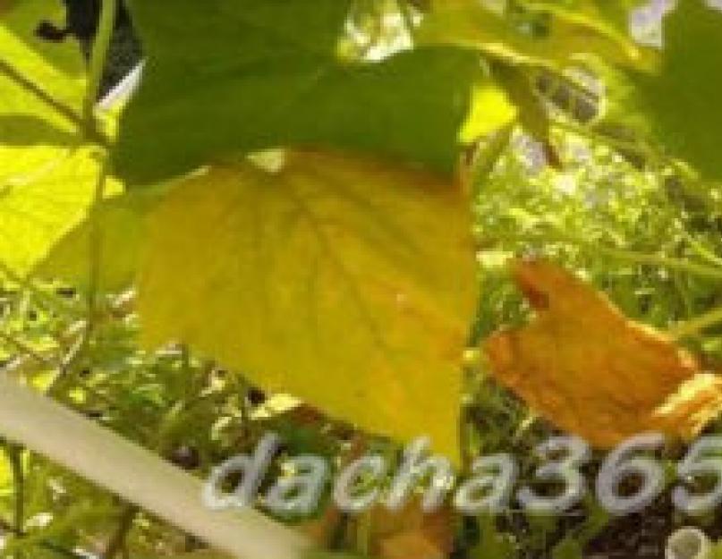 Листья огурцов светло желтые чем подкормить. Эффективные подкормки для устранения проблемы