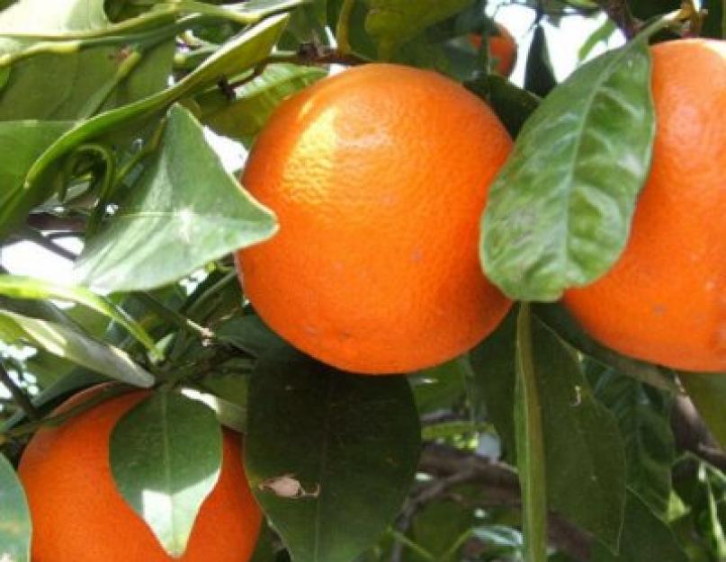 Апельсиновое дерево. Как посадить и вырастить апельсин дома