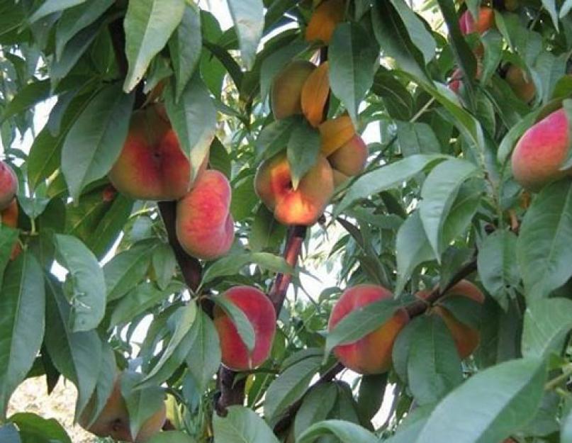 Большие персики. Список лучших сортов персика для выращивания на даче