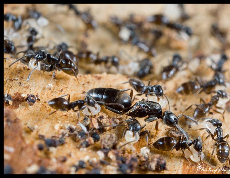 Переселение муравьев. Переселение муравьев в новый формикарий
