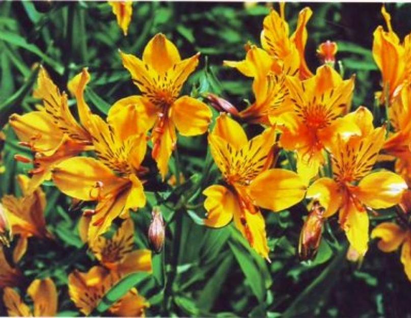 Цветок альстромерия: выращивание и уход (фото). Альстромерия: лучшие сорта и тонкости выращивания