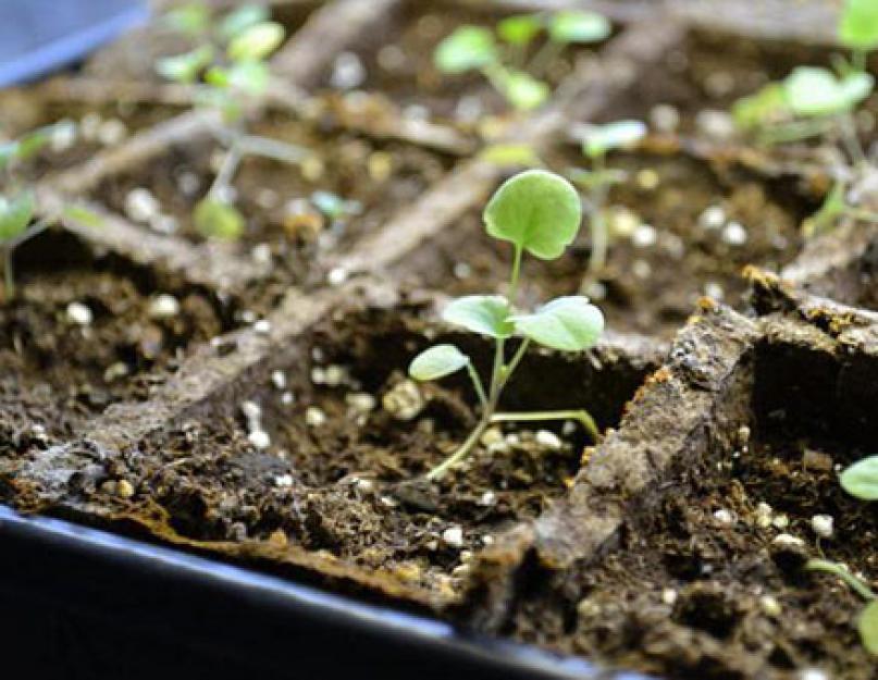 Как сажать цветы виола. Как выращивать рассаду виолы из семян: сроки посева, пикировка, инструкция с фото