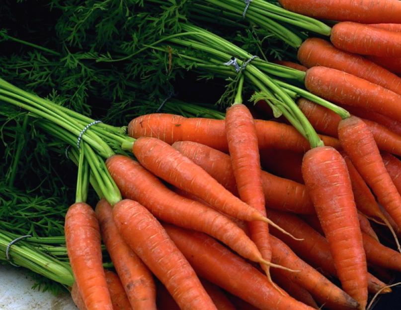 Как правильно хранить морковь в погребе, зимой. Как хранить морковь в погребе зимой