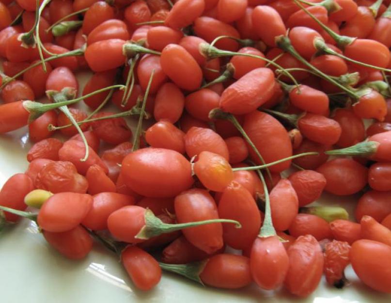 Ягоды годжи: китайское чудо-средство или обман в мировом масштабе? Как вырастить ягоды годжи в подмосковье. 