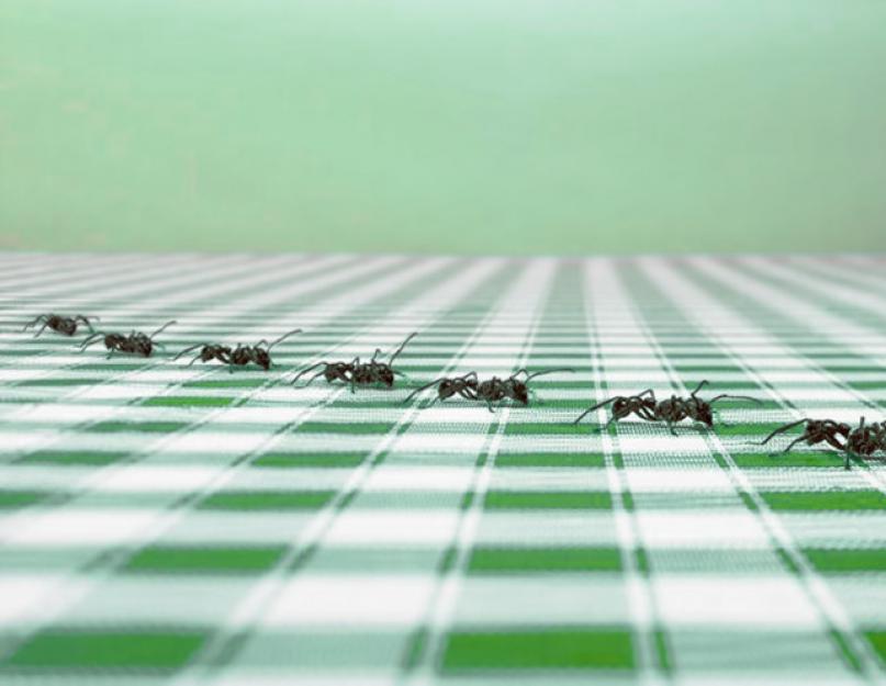 Избавиться от муравьев в квартире. Как избавиться от муравьев в доме? Вызов спецбригад: выведение муравьев с гарантией