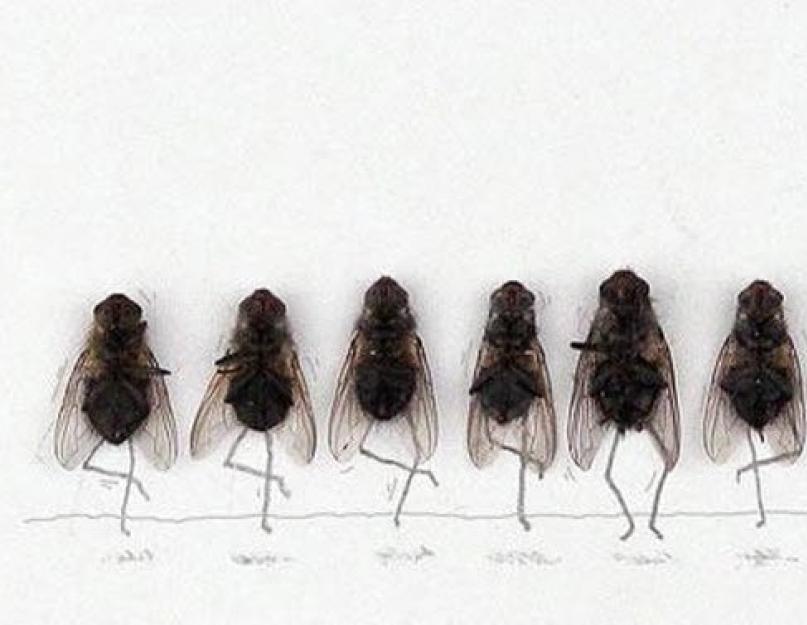 Почему мухи начинают кусаться в конце лета. Верно ли, что осенью становятся «злые» и кусаются домашние мухи? От чего растёт агрессия мух ближе к осени