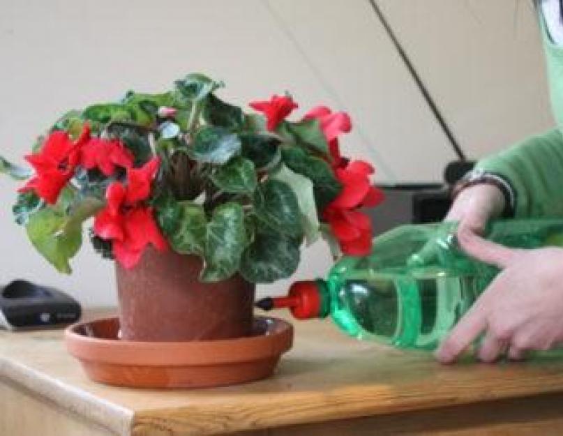Как ухаживать за комнатными растениями цикламен. Чудо на окне — цикламен микс