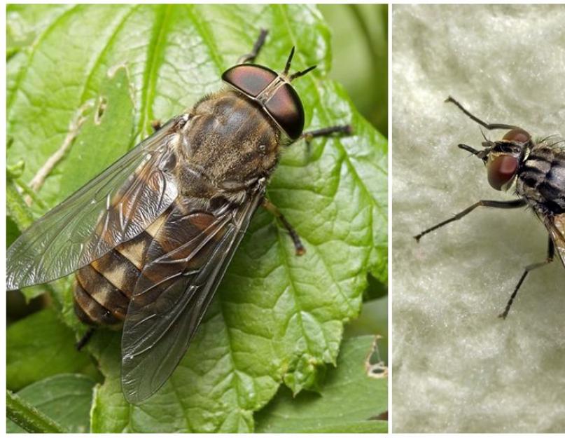Почему мухи в августе злые. Почему домашние мухи становятся «злыми» и кусаются осенью? Кто и почему нас кусает