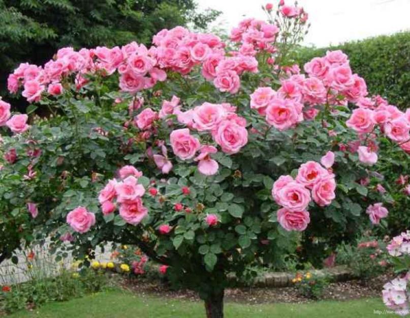 Ремонтантные сорта роз цветущие до осени. Обрезка ремонтантных роз