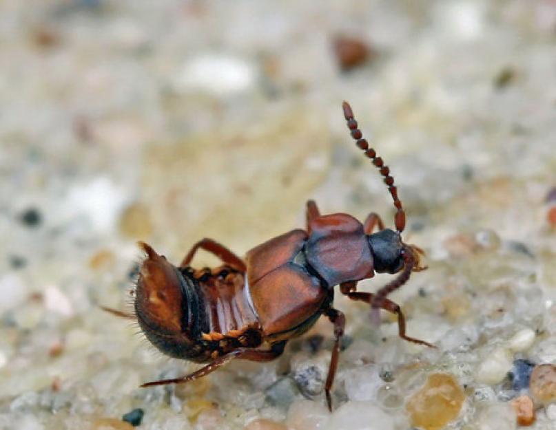 Как избавиться от муравьев в огороде? Средства от муравьев: отзывы. Как быстро и эффективно избавиться от муравьев на садовом участке