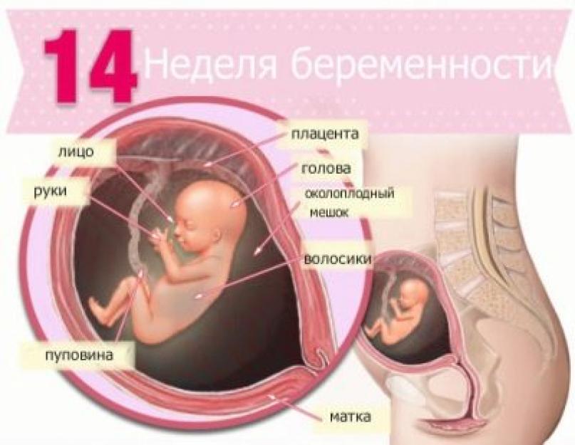 Живот беременной на 14 недели. Четырнадцатая неделя беременности, определение пола ребенка