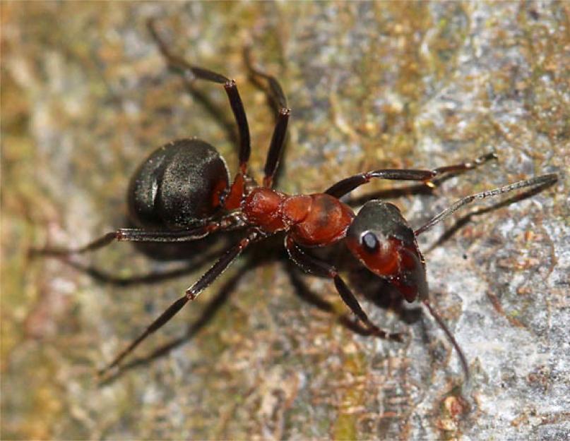 В лесу мурашки муравьи живут своим трудом. В лесу мурашки муравьи живут