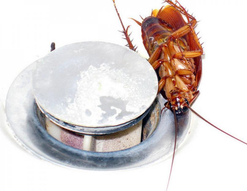 Как избавиться от тараканов на кухне навсегда. Лучшие способы уничтожения тараканов