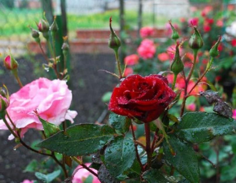 Розы уход и выращивание в саду болезни. Розы садовые – уход и выращивание