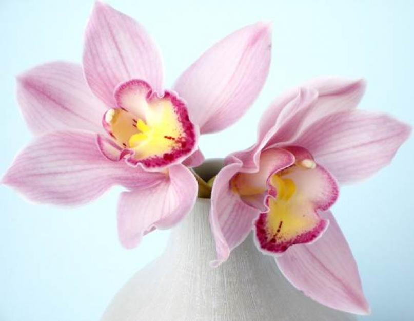 Можно ли держать дома орхидеи — приметы и факты. Можно ли держать дома орхидею: приметы и суеверия Можно ли дарить синюю орхидею