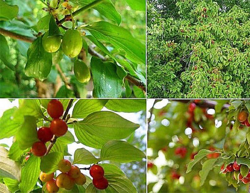 Выбор саженцев плодовых деревьев. Общие рекомендации по выбору саженца и посадке плодовых деревьев