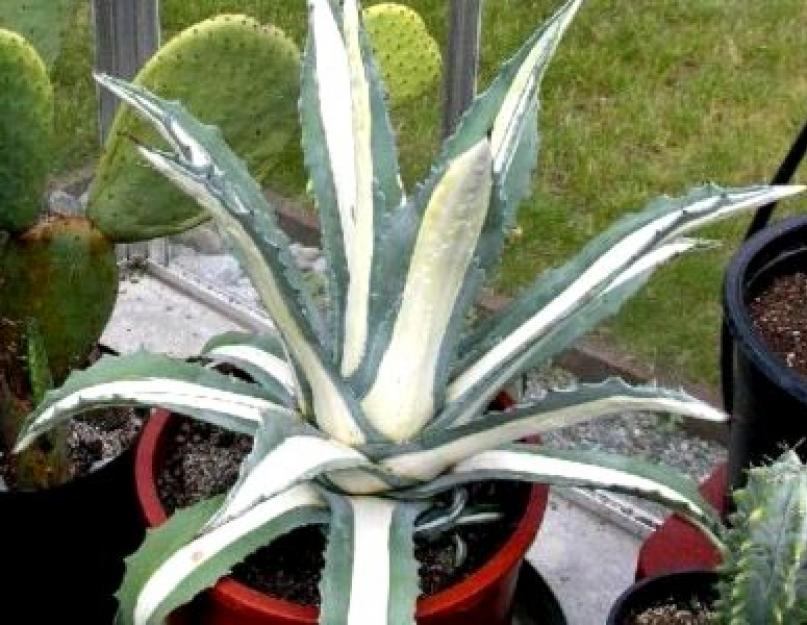 Что такое агава. Агава голубая - мексиканское растение из которого производится текила