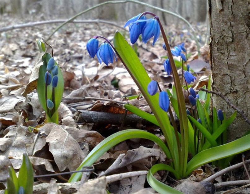Нежный цветок появился в лесу. Подснежник – первый цветок весны