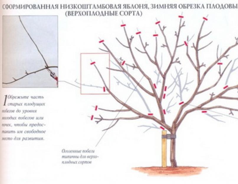 Омоложение плодовых деревьев обрезкой. Интересуетесь, как омолодить старую яблоню? Советы экспертов помогут разобраться