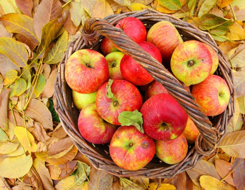 При какой температуре мерзнут яблоки на яблоне. Как сохранить яблоки свежими до весны