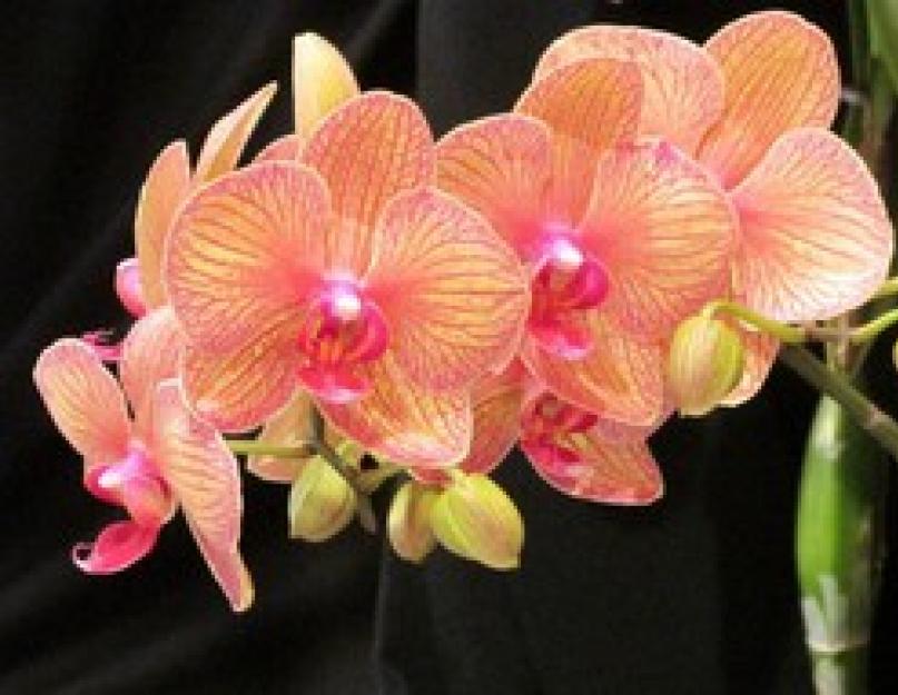 Уход за орхидеей фаленопсис в домашних условиях. Орхидея фаленопсис — цветок бабочка нуждается в особом уходе Уход за орхидеями дома фаленопсис
