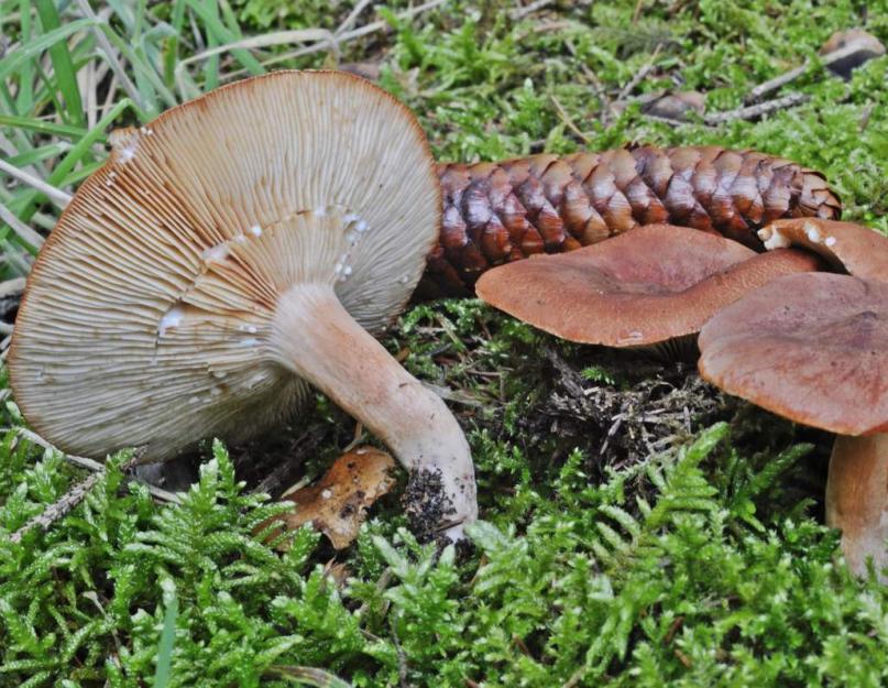 Горькушка - гриб съедобный или нет? Горькушка – описание гриба, фото и видео Горькушка ложная. 