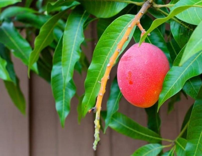 Манго дома из косточки. Как растет дерево манго и можно ли его вырастить в домашних условиях из косточки