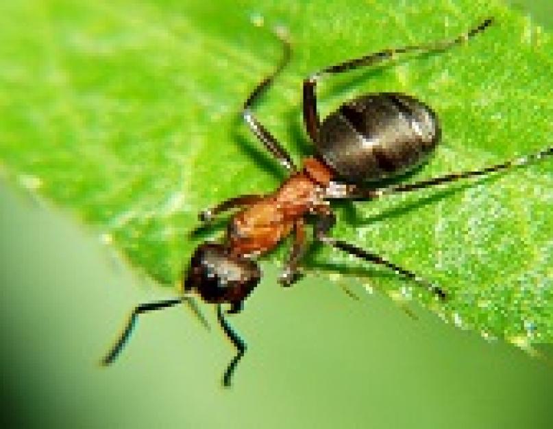 Сколько муравей может поднять муравьев. Почему муравей? Сколько весит муравей
