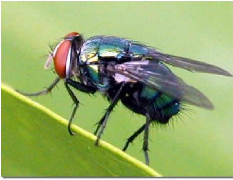 Что делают мухи когда садятся на человека. Почему мухи садятся на людей? Видео: Мухи невероятный вред - болезни и инфекции