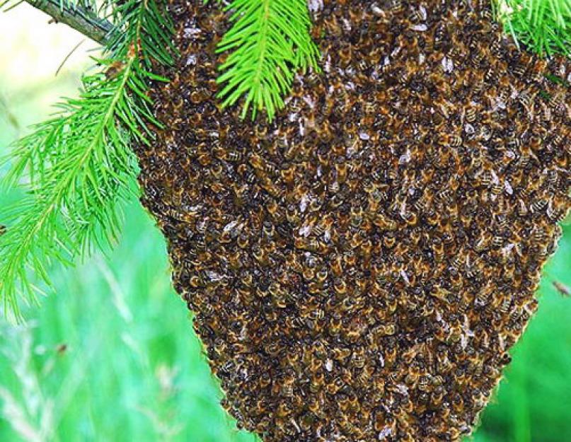 Что сделать от укуса пчелы. Кому стоит опасаться укусов пчел? Что делать, если возле вас стала летать пчела