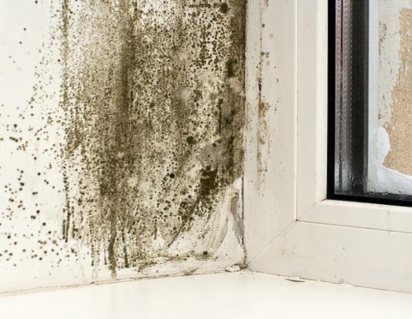 Эффективные способы удаления плесени на окнах, подоконниках и откосах. Почему появляется плесень в углу окна и как от неё избавиться