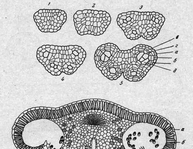 Проникновение спермиев в зародышевый мешок. Сбор и формирование пыльцы цветковых растений