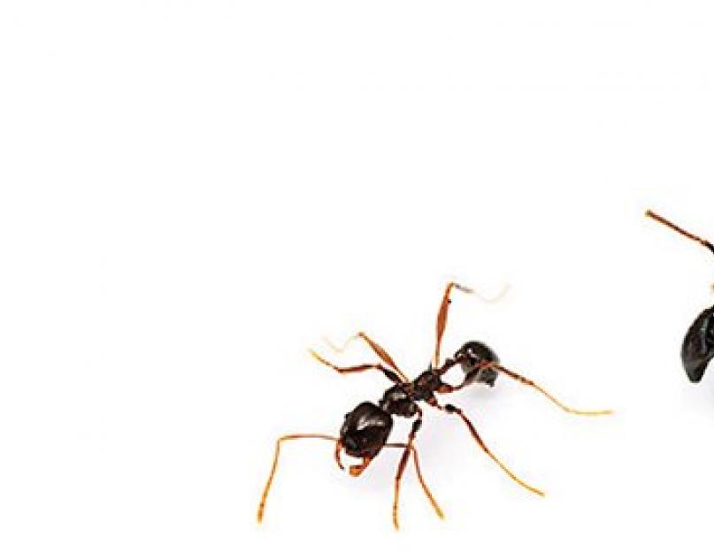 Как понять язык муравьев. Язык муравьев