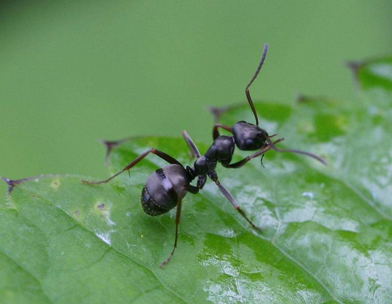 Муравьи рабочие особи. Описание и фото муравьёв