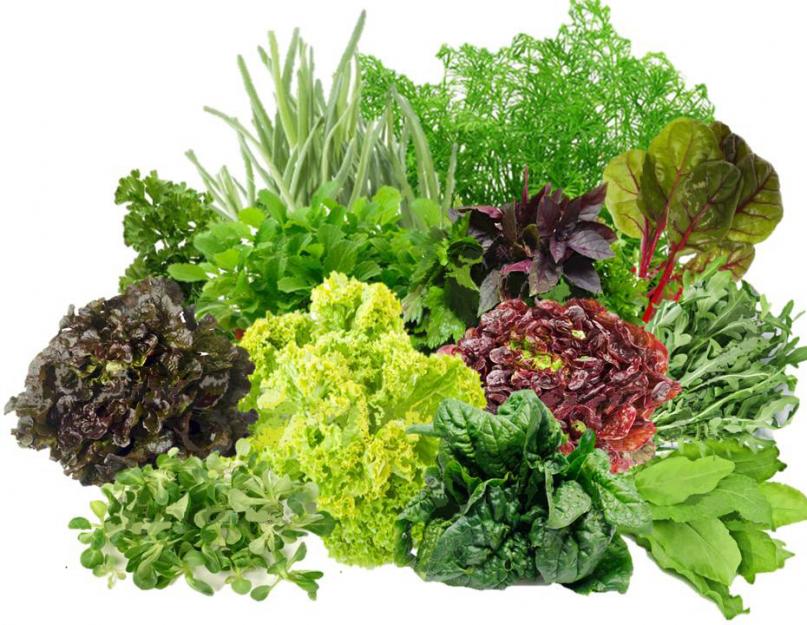 Марганцовка для здоровья растений — надёжная и незаменимая. Как выращивать зелень в теплице круглый год для себя и на продажу: укроп, петрушка, салат