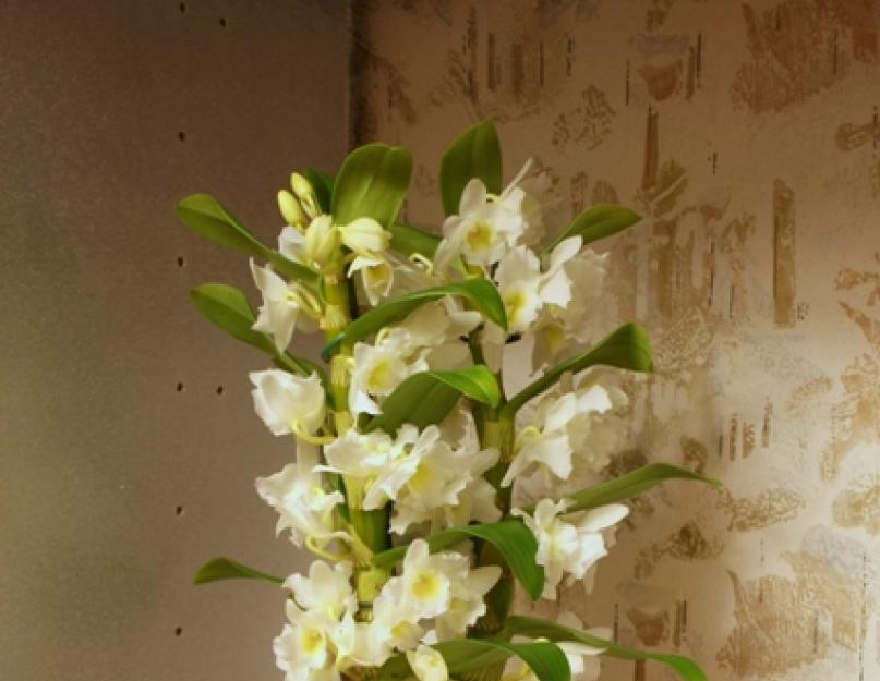 Виды орхидеи Дендробиум: фото, названия и особенности ухода. Орхидея дендробиум Что делать со стрелкой после цветения