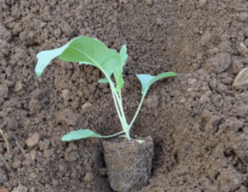 Выращивание капусты в открытом грунте – от выбора семян до сбора урожая. Безрассадный способ выращивания капусты