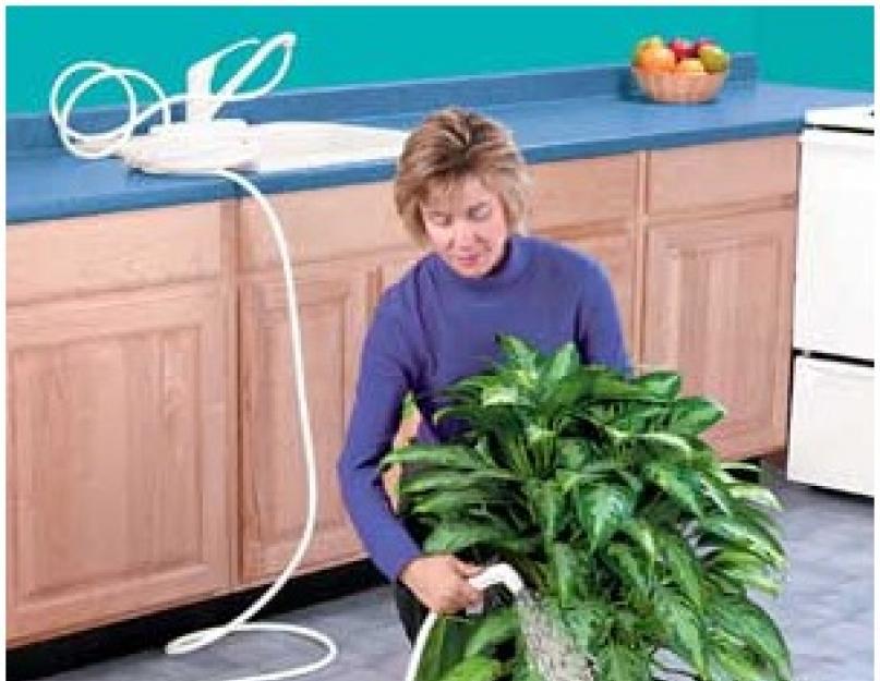 Чем мыть комнатные цветы. Как правильно мыть комнатные растения? Чистим рассеченные или скрученные листья