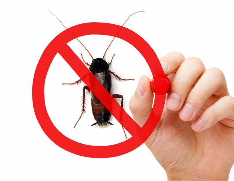 Как избавиться от тараканов в квартире народными. Тараканы — как от них избавиться эффективными средствами? Профилактика появления тараканов