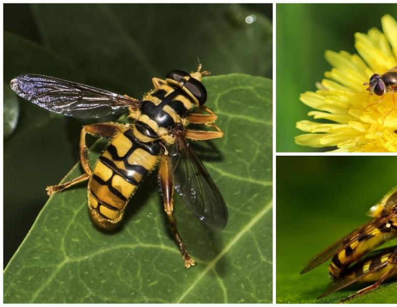 Почему муха журчалка похожа на пчелу. Полосатая муха, похожая на осу