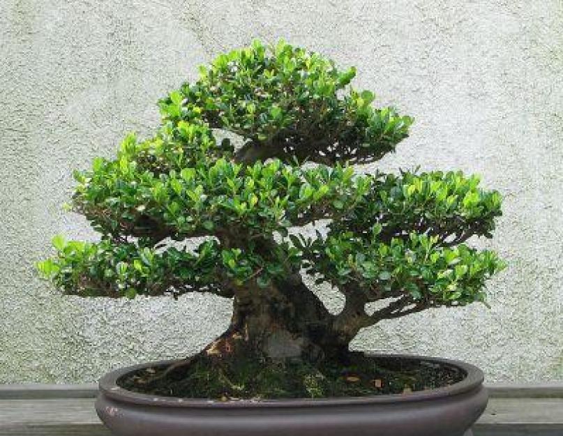 Бонсай япония. Бонсай — японское дерево в миниатюре